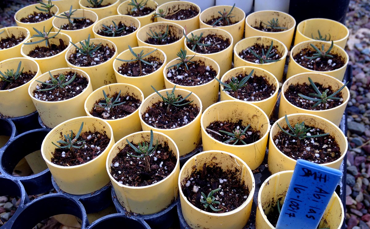 Grid of yellow cups each holding a tiny seedling Grid of yellow cups each holding a tiny seedling