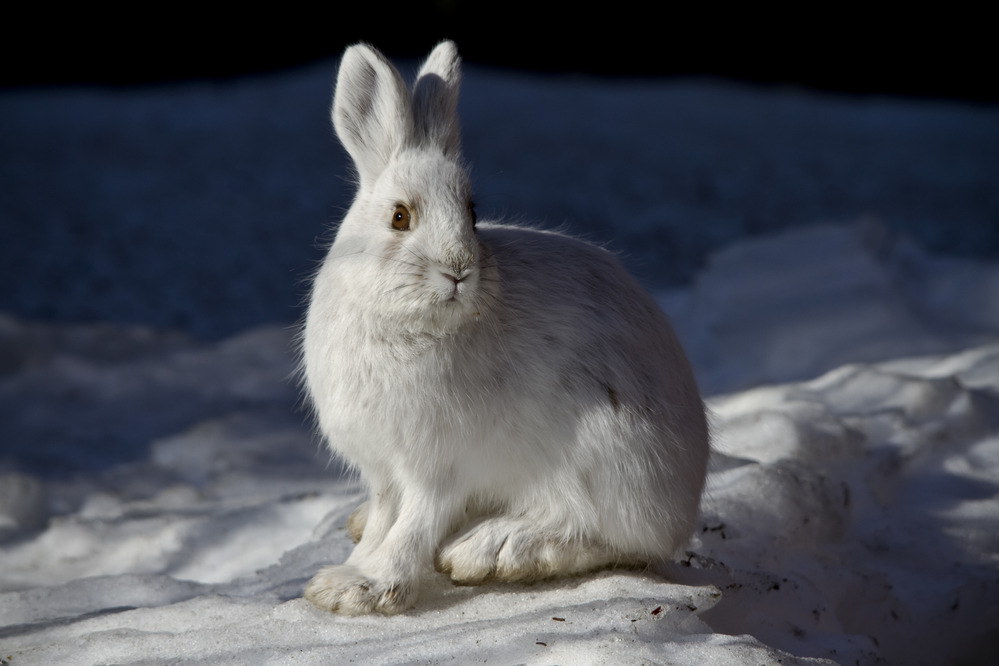 Plants and Animals - Glacier National Park (. National Park Service) Plants and Animals - Glacier National Park (. National Park Service)
