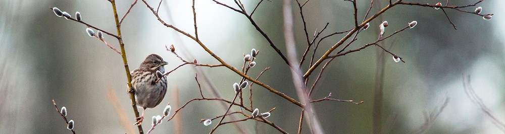 small brown bird clings to stem small brown bird clings to stem