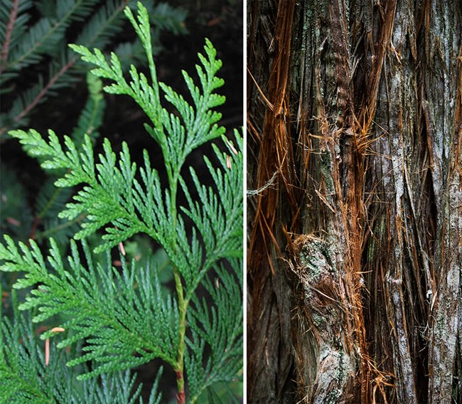 Western Red Cedar close of of bark and leaf