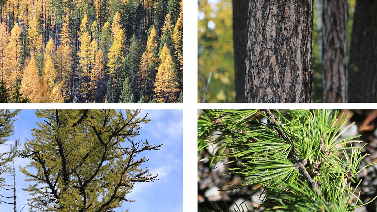 Western Larch in the park turn golden-yellow in the spring. Western Larch are one of the most fire resistant trees here.