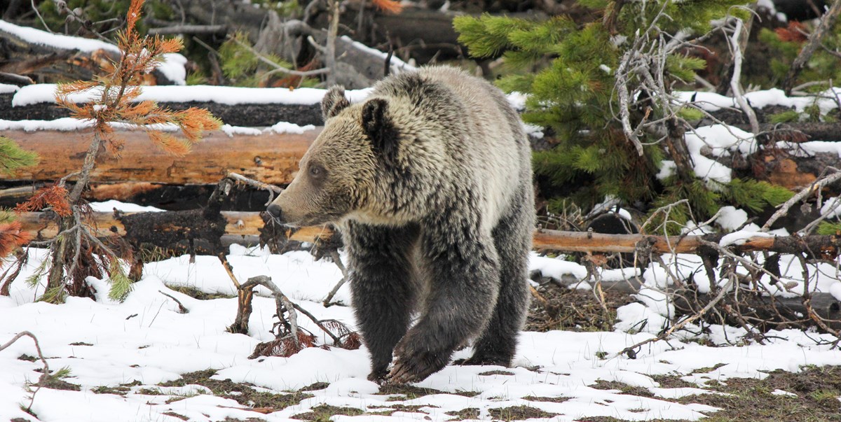 Grizzly bear looks to its right while strolling over ground with patchy snow Grizzly bear looks to its right while strolling over ground with patchy snow