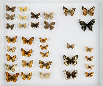 Traditional butterfly collection