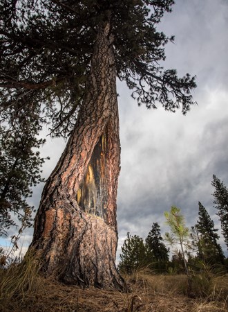 A large ponderosa tree with a large section of bark missing.