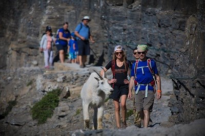 Goat on trail and hikers close by