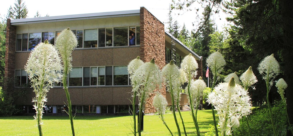 beargrass growing in front of office building