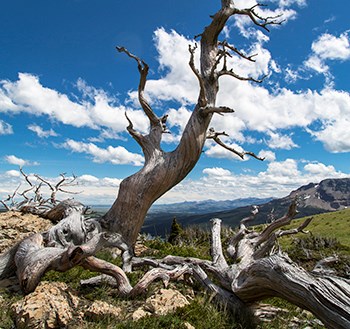 gnarled pale grey tree