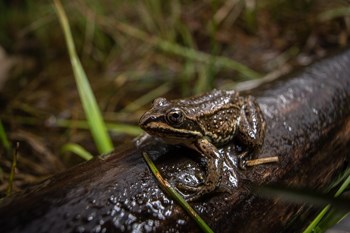 A frog rests on a wet log.