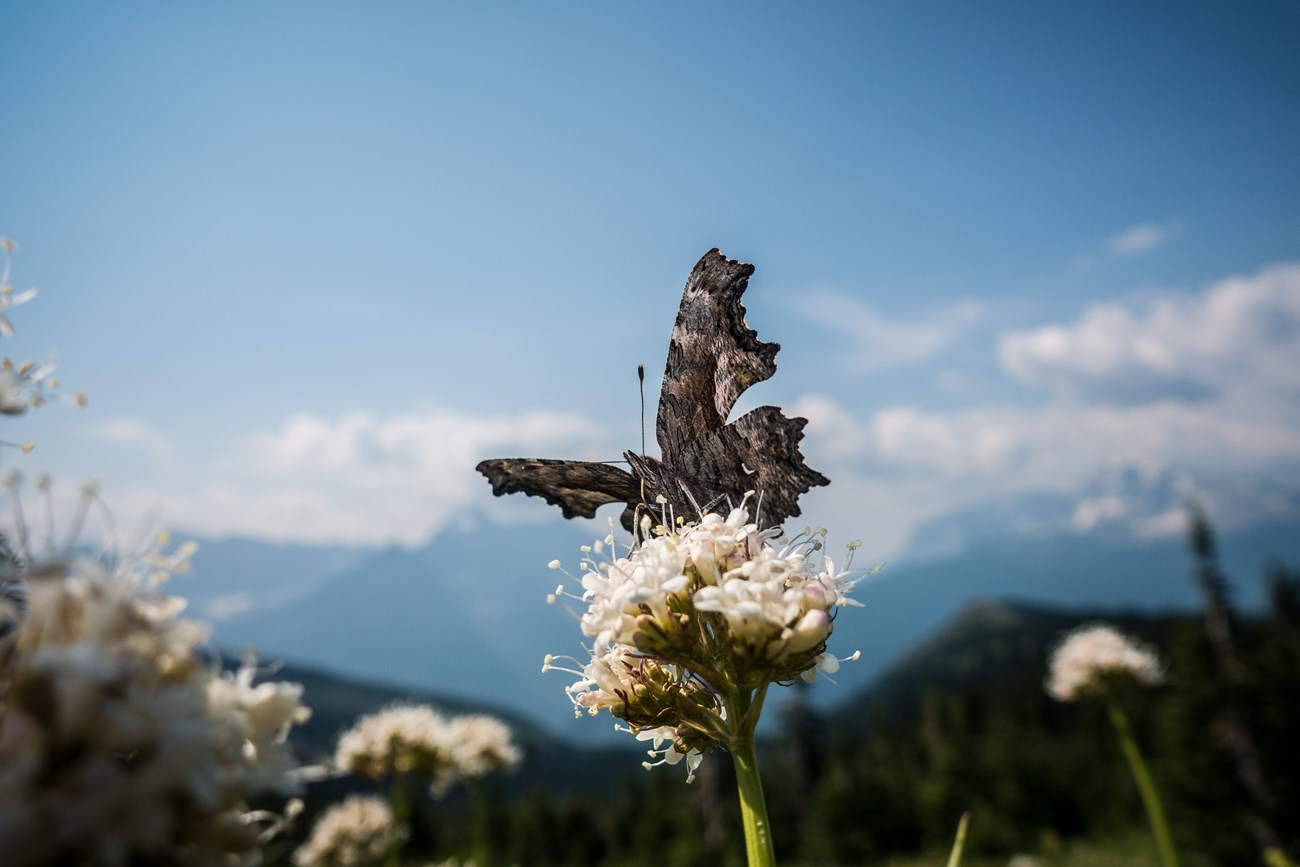 A butterfly on a flower with mountains in the background.