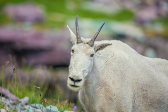 Mountain Goat in a meadow at Glacier National Park