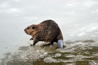An American Beaver gets out of a creek onto ice.