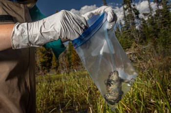 A toad sits in a bag held by a person.