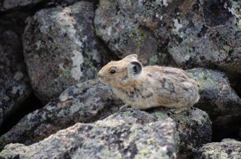 An American pika (Ochotona princeps) perched on a rock in an alpine talus slope.