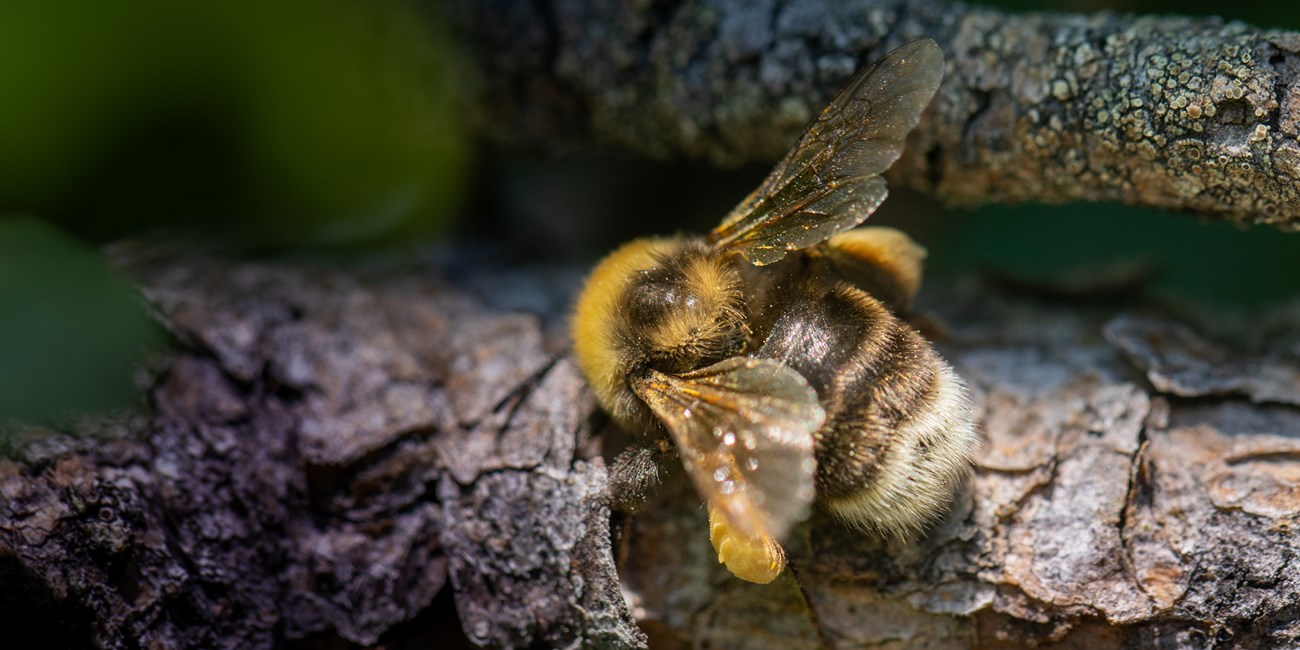 close up of a bumble bee