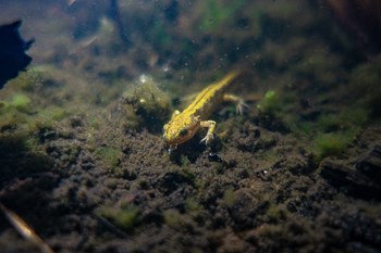 Larvae long-toed salamander sitting on the bottom of a muddy pool with a yellow back.