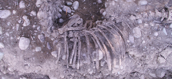 Animal Bones Animal Bones