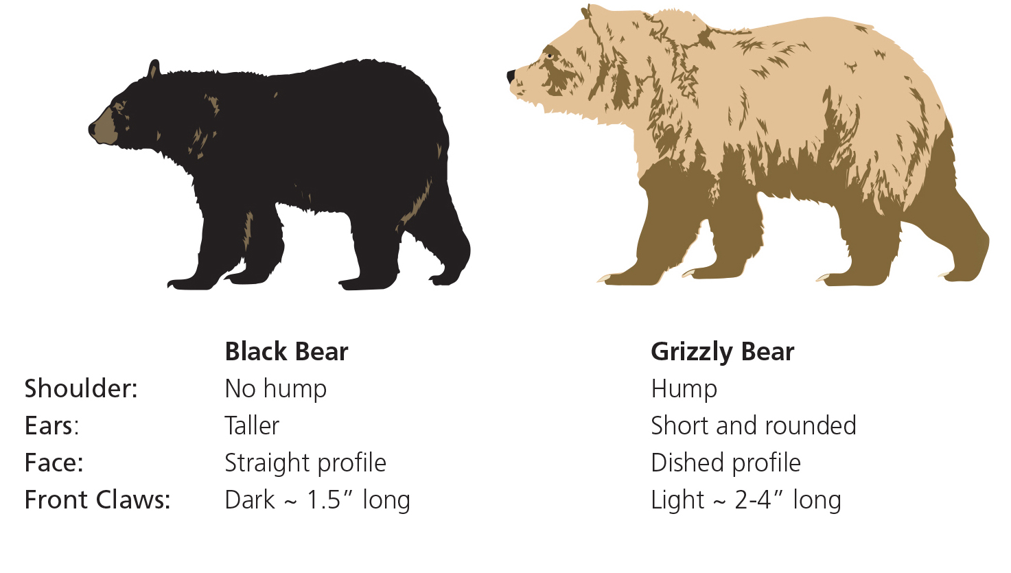 Bear Safety - Glacier National Park (U.S. National Park ... standing figure profile diagram 