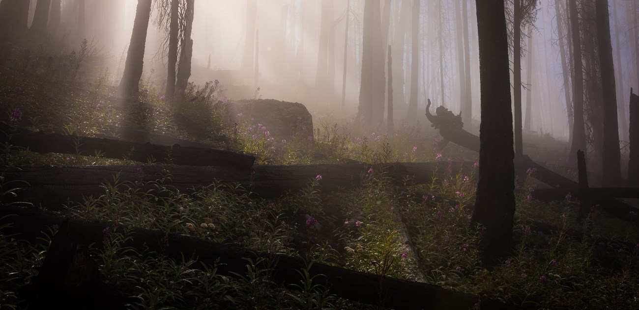 Light filters through low clouds in a burned forest, with dark snags standing and on the ground, and lush green fireweed with bright pink blooms covering the ground.
