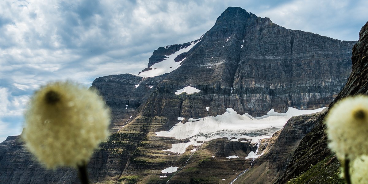 Flowers in the foreground and a glacier under a rocky mountain in the background.