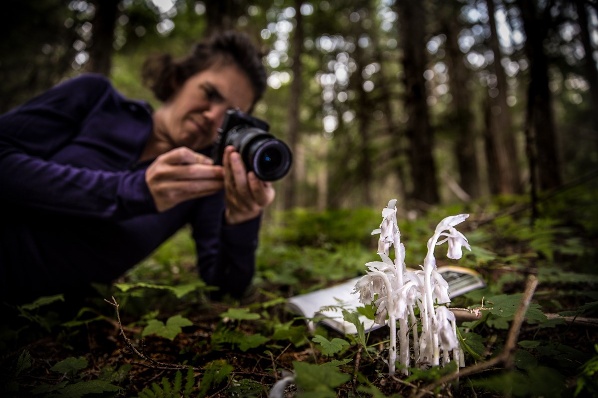 Plants Glacier National Park (U.S. National Park Service)