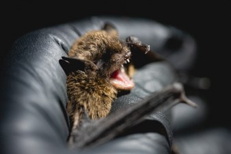 A wildlife technician holds a Little Brown Bat (Myotis lucifugus).