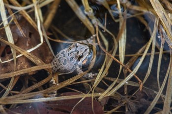 A frog sits in some water.