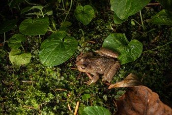 A frog with a small tail sits on green moss.