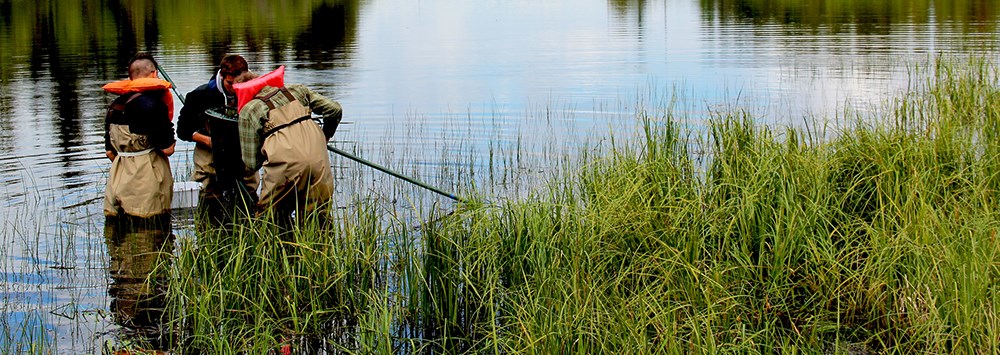 three students in waders stand in wetland and look into net