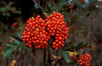 bunch of small red berries