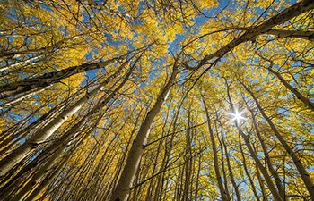 circle of yellow-leafed trees viewed from below