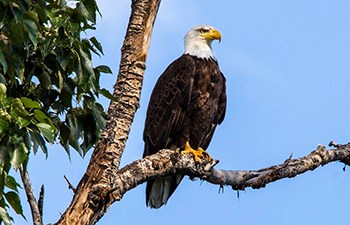 eagle with dark body, white head, and yellow beak perched in tree