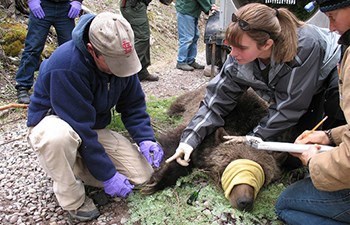 researchers kneel around a tranquilized bear on the ground