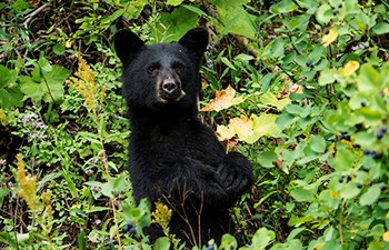 head and upper body of black bear amid berry bushes