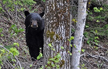 black bear pokes head and shoulders around tree