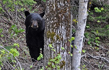 black bear pokes head and shoulders around tree black bear pokes head and shoulders around tree