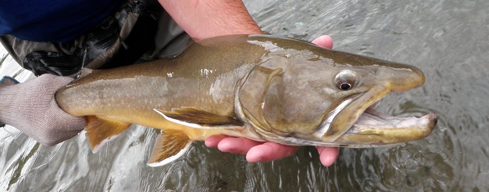 Fish - Glacier National Park (U.S. National Park Service)