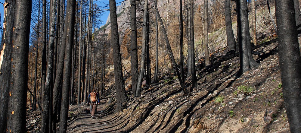 hiker walks on trail through tall snags in recent burn area hiker walks on trail through tall snags in recent burn area