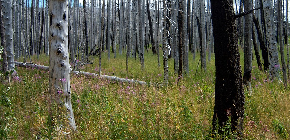 grey and charred trees with green undergrowth
