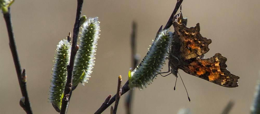 butterfly hangs upside down from plant stem butterfly hangs upside down from plant stem