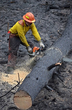 firefighter using chainsaw to cut downed tree in burn area