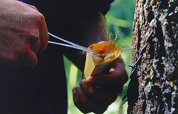 hands remove fur from barbed wire tree and put in envelope