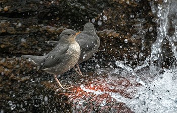 grey birds stand next to splashing waterfall