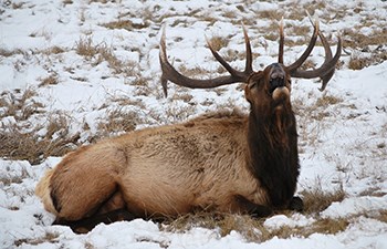 seated elk with large rack yawning