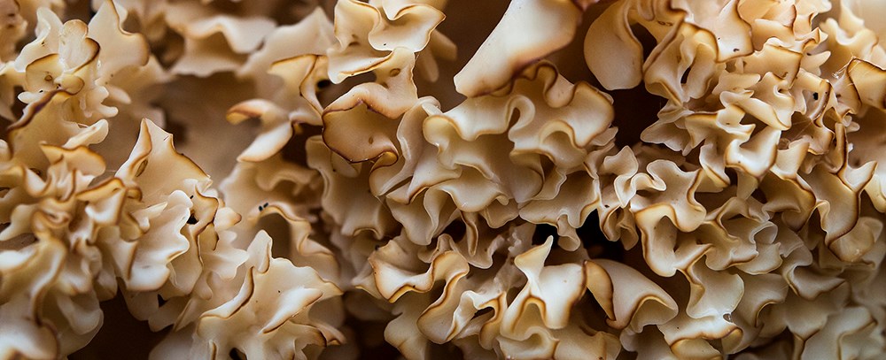 close-up of brain-like fungus