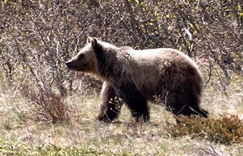 side view of brown and silvery grizzly