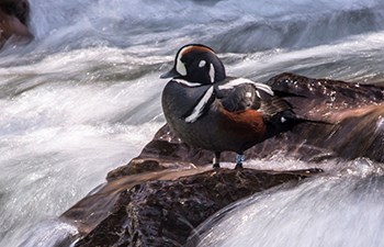 multicolored duck sits on rock amid fast moving water