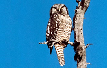 brown and white mottled owl in tree with blue sky behind