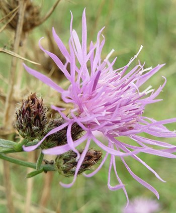 purple flower with thin petals