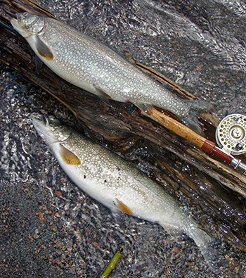 two spotted fish lay in water by rod and reel