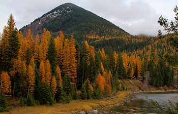 golden conifers stand in contrast to green ones by a river